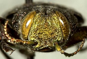 Media type: image;   Entomology 24439 Aspect: head frontal view